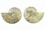 Cut & Polished, Crystal-Filled Ammonite Fossil - Madagascar #336673-1